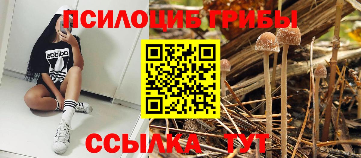 Галлюциногенные грибы Psilocybine cubensis Асбест